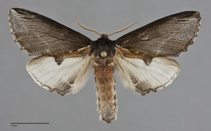 Pheosidea elegans