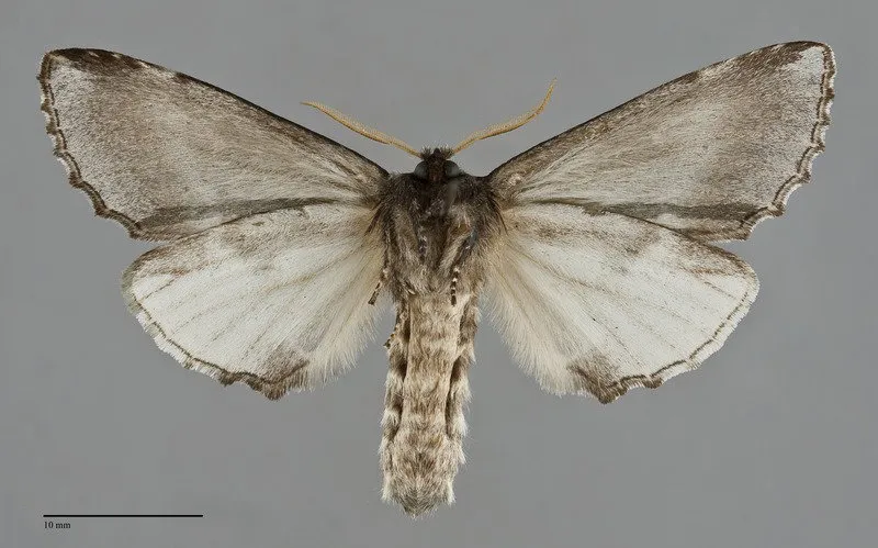 Pheosidea elegans
