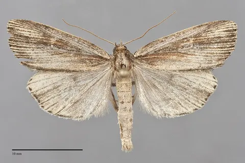Photedes defecta