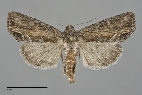 Photedes didonea