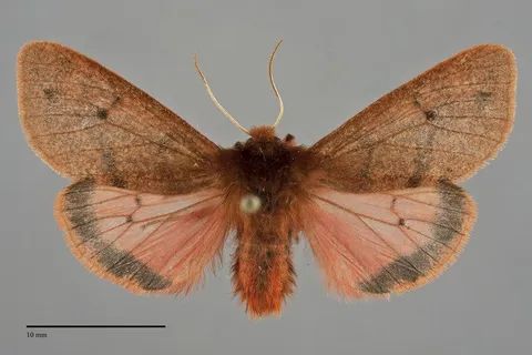 Phragmatobia assimilans