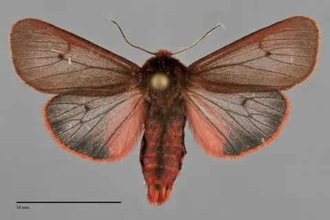 Phragmatobia fuliginosa