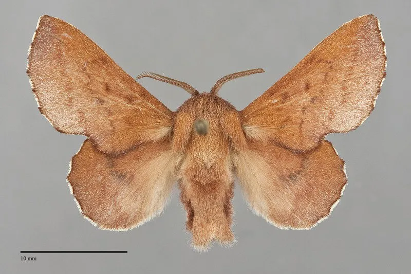 Phyllodesma americana