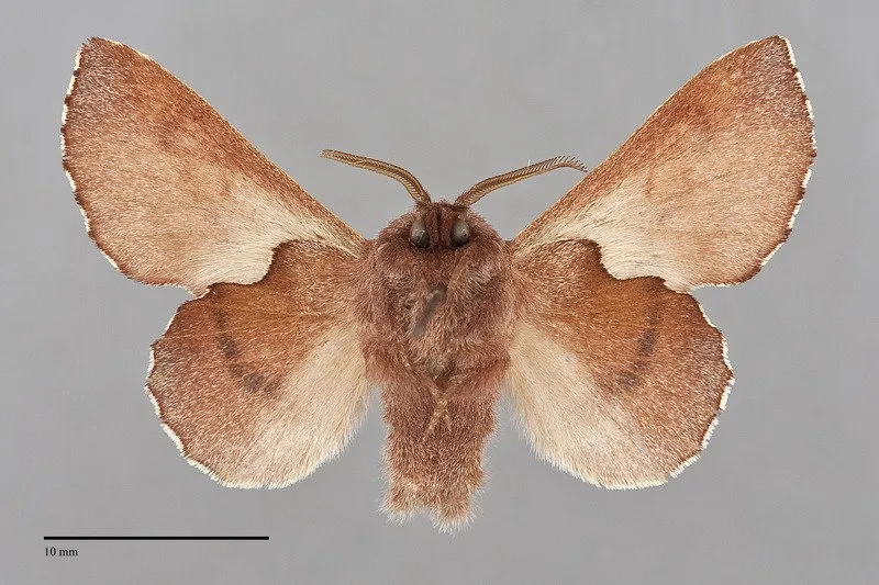 Phyllodesma americana