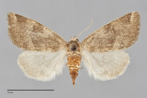 Plagiomimicus expallidus