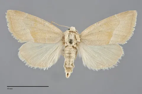 Plagiomimicus spumosum