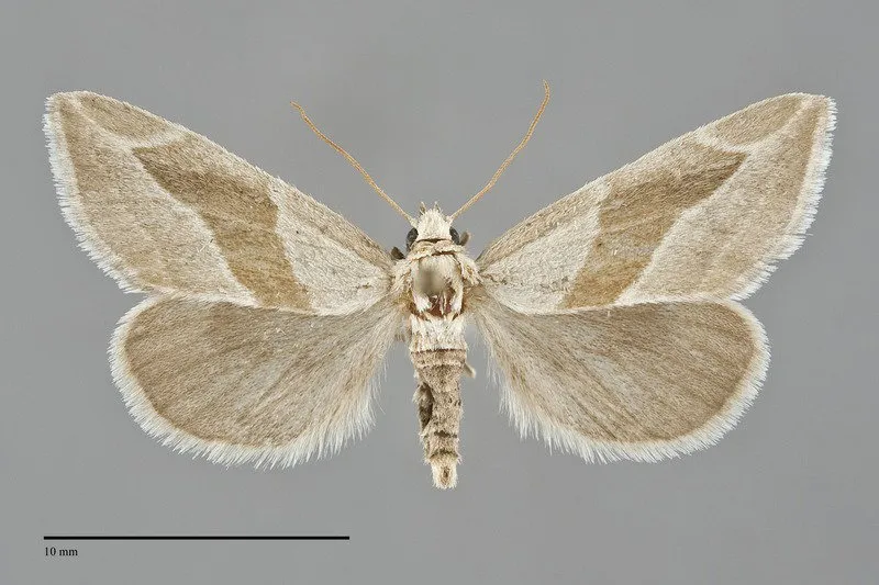 Plagiomimicus yakama