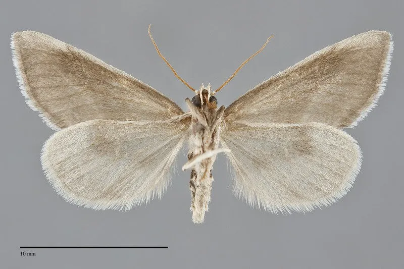 Plagiomimicus yakama