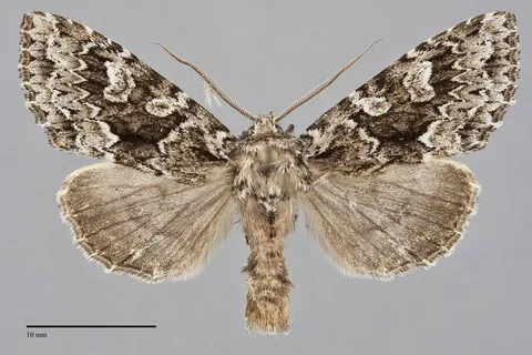 Platypolia anceps