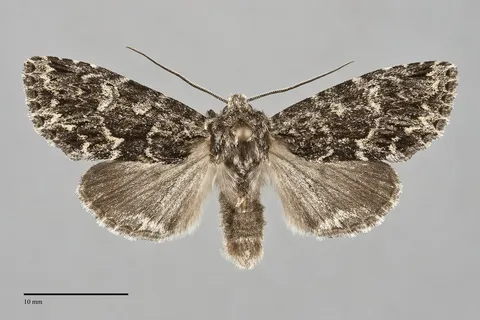 Platypolia contadina