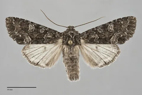 Platypolia loda