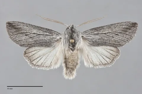 Pleromella opter
