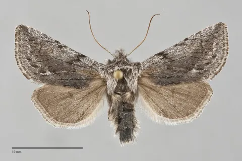 Pleromelloida bonuscula