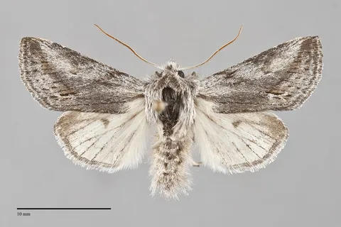 Pleromelloida cinerea