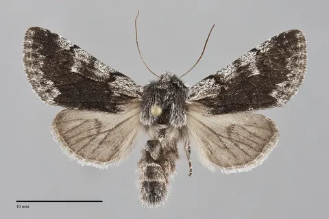 Pleromelloida conserta