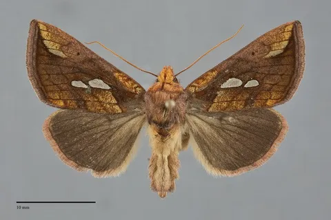 Plusia nichollae