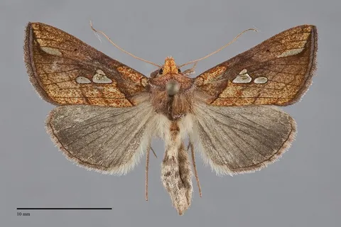 Plusia putnami