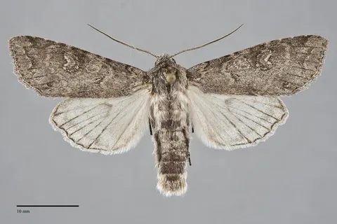 Polia discalis