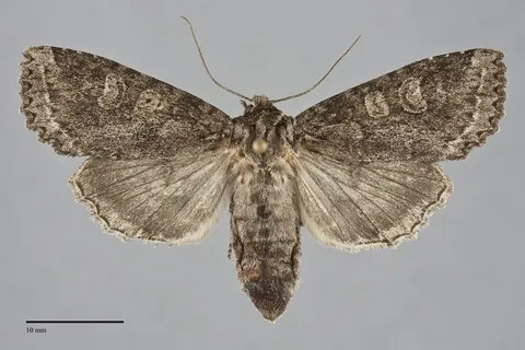 Polia imbrifera