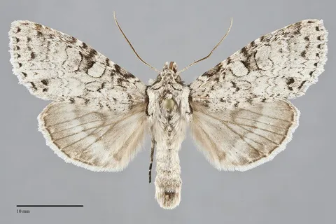 Polia nimbosa