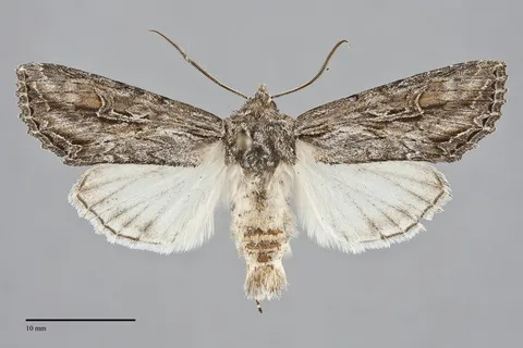 Polia nugatis