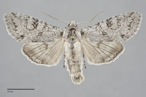 Polia piniae
