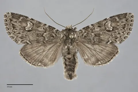 Polia propodea