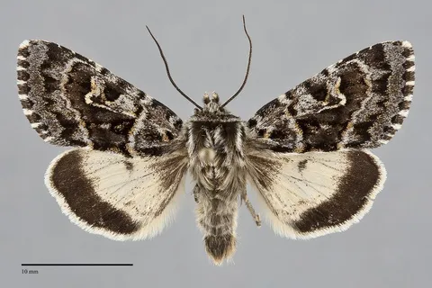 Polia richardsoni