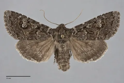 Polia rogenhoferi