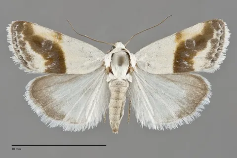Ponometia binocula