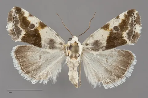 Ponometia candefacta