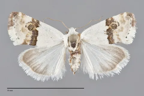 Ponometia elegantula