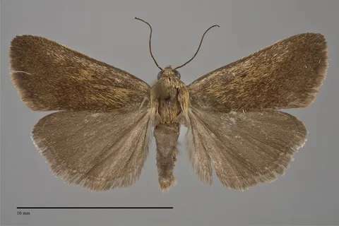 Ponometia fumata