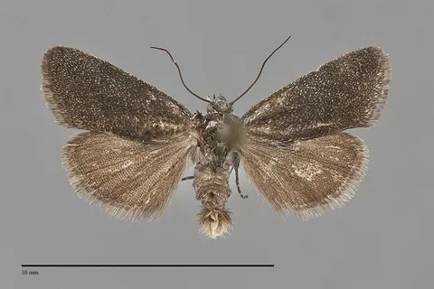 Ponometia nigra