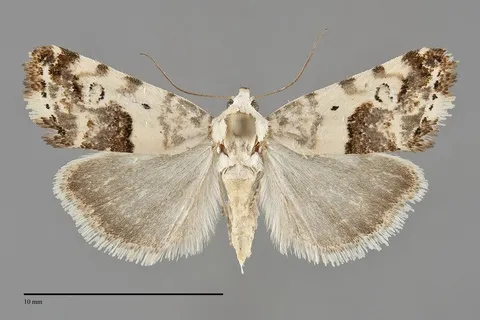 Ponometia sutrix
