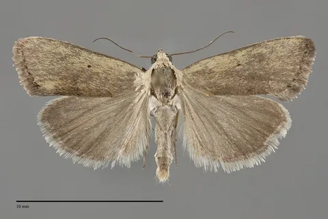 Ponometia tortricina