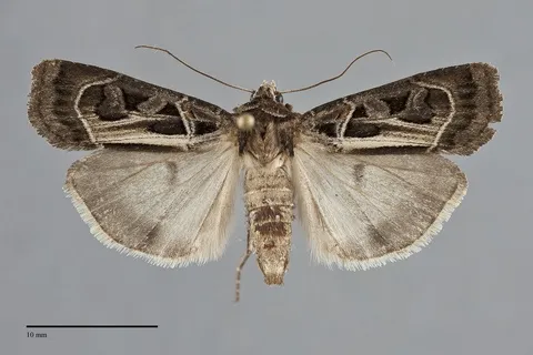 Prognorisma substrigata