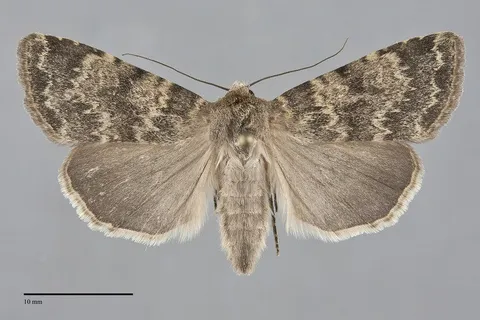 Pronoctua craboi