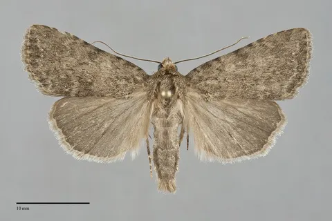 Pronoctua pyrophiloides