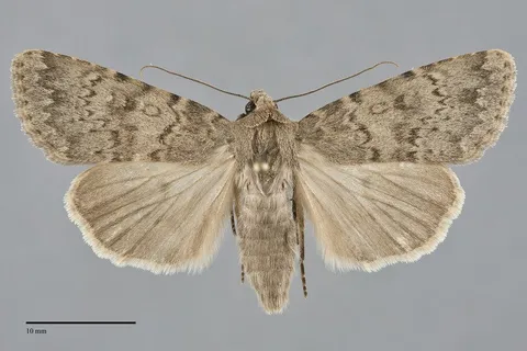 Pronoctua typica