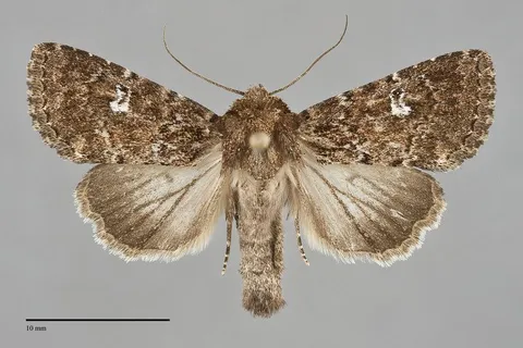 Properigea albimacula
