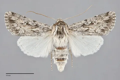 Protogygia comstocki