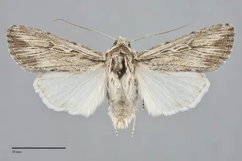 Protogygia enalaga