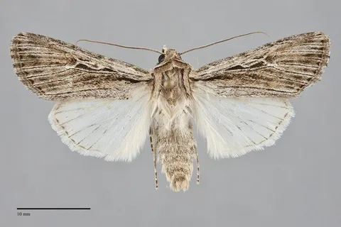 Protogygia lagena