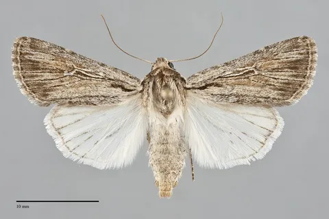 Protogygia postera