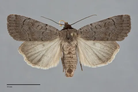 Protolampra rufipectus