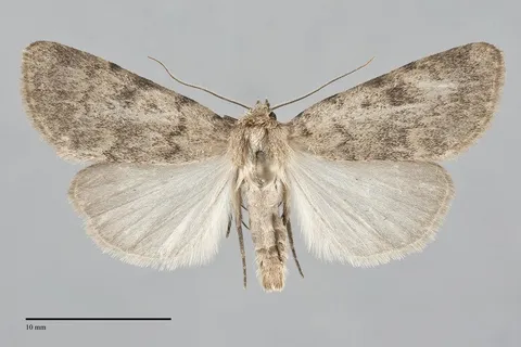 Protoperigea anotha