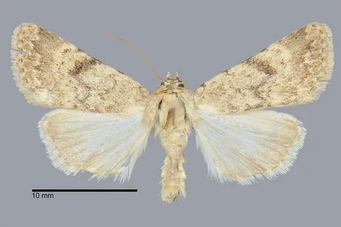 Protoperigea calientensis