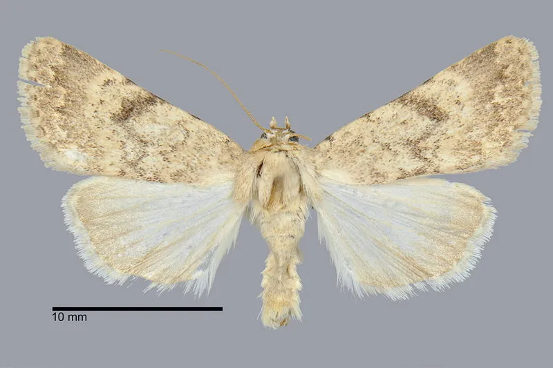 Protoperigea calientensis