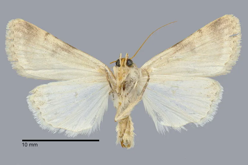 Protoperigea calientensis